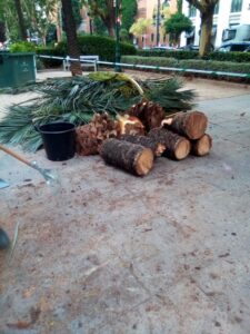 Retirada de una palmera caída en la Gran Vía Fernando el Católico